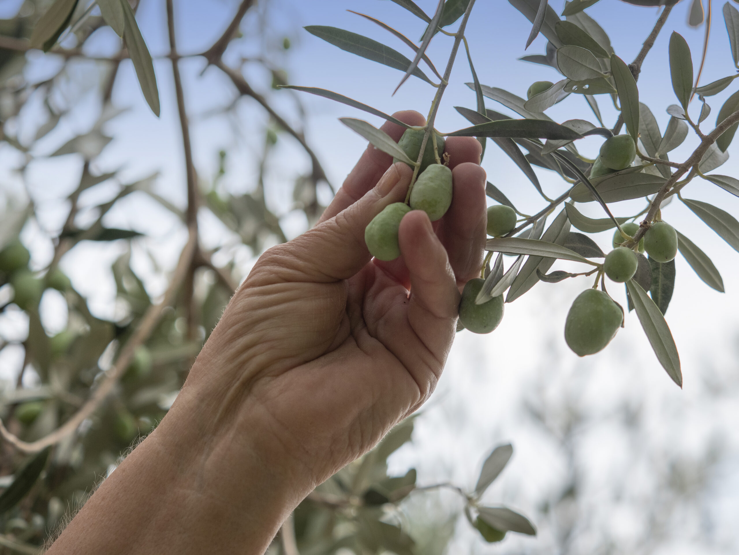 Maestral olive grove