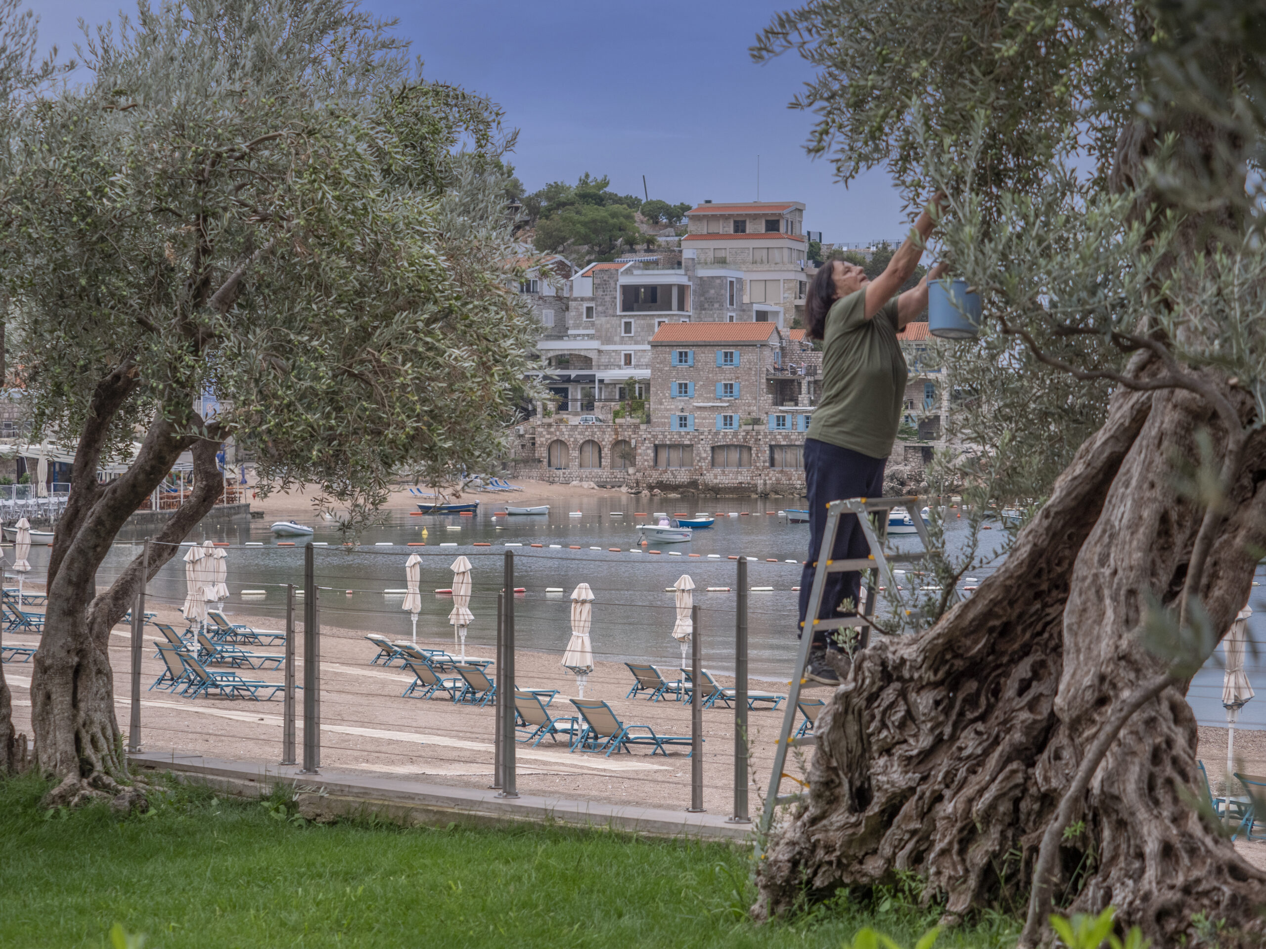 Maestral olive grove