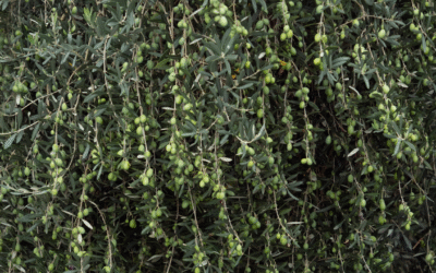 Discover Montenegro’s Rich Heritage at Maestral: A Luxury Resort with an Ancient Olive Grove